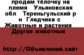 продам тёлочку на племя - Ульяновская обл., Тереньгульский р-н, Гладчиха с. Животные и растения » Другие животные   